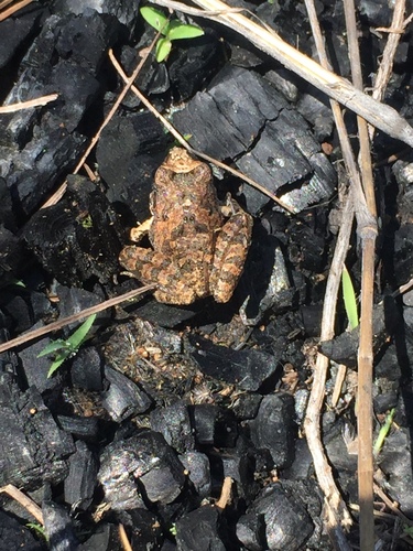 Smith's Pygmy Robber Frog