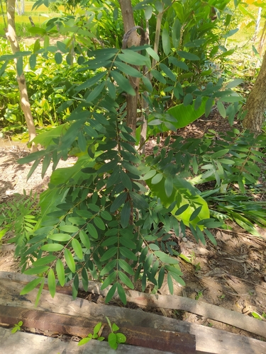 Kassod Tree