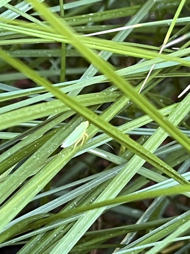 iNaturalist observation photo of Draeculacephala