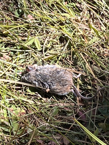 iNaturalist observation photo of Western Deer Mouse