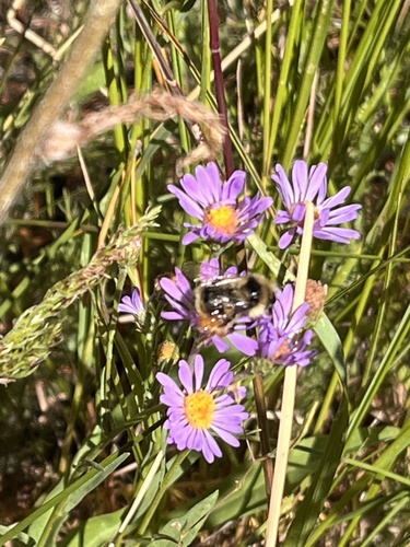 iNaturalist observation photo of Pyrobombus