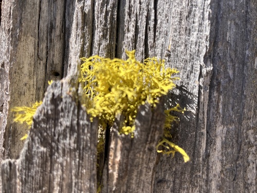 iNaturalist observation photo of wolf lichen