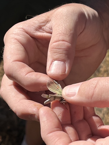 iNaturalist observation photo of Bandwing Grasshoppers