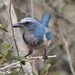 Florida Scrub-Jay - Photo (c) caseybirds, all rights reserved