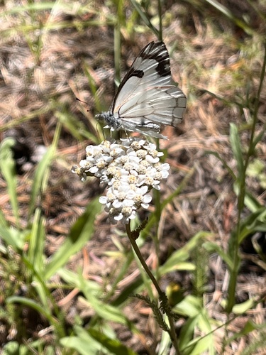 iNaturalist observation photo of Pine White