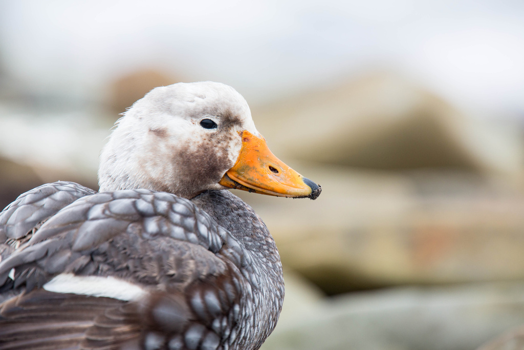 Falkland Steamer-Duck photo
