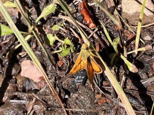 iNaturalist observation photo of Woodland Skipper