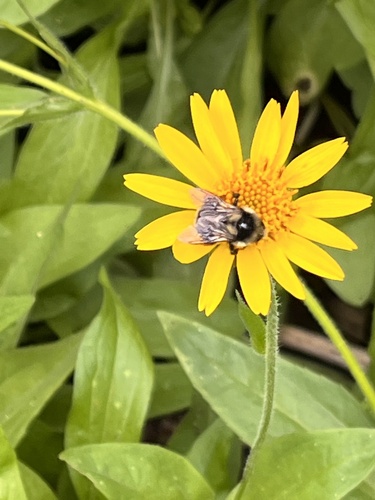iNaturalist observation photo of Nearctic Bumble Bee