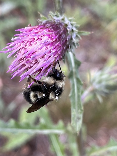iNaturalist observation photo of Pyrobombus