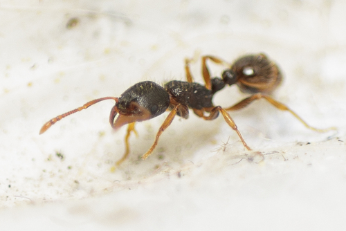 Immigrant Pavement Ant
