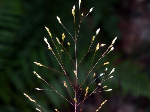 Periballia involucrata · iNaturalist