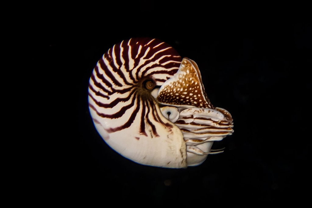 Bellybutton Nautilus from Bourail, Nouvelle-Calédonie on August 13 ...