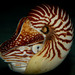 Bellybutton Nautilus - Photo (c) Pauline Fey, all rights reserved, uploaded by Pauline Fey
