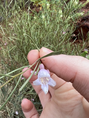 Eremophila cryptothrix