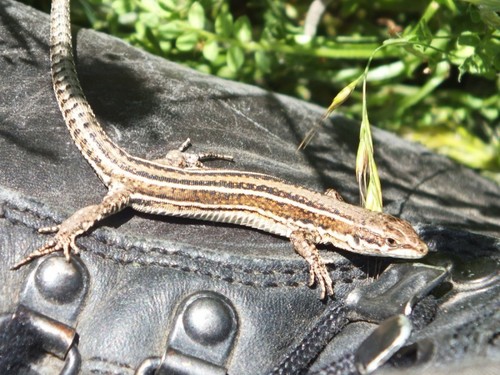 Bocage's Wall Lizard
