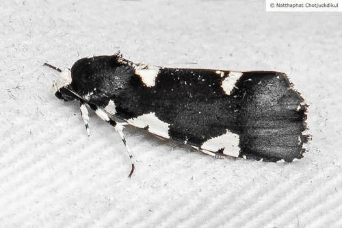 Goenycta niveiguttata