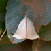 Casuaria erythralis - Photo (c) Marquinhos Aventureiro, all rights reserved, uploaded by Marquinhos Aventureiro