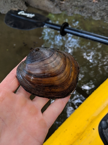 Higgins' Eye Pearly Mussel