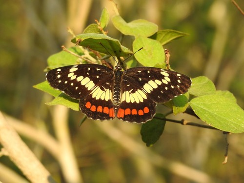 Eumeda Checkerspot