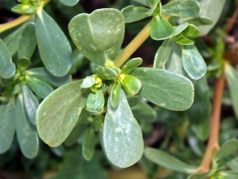 Portulaca Oleracea Oleracea Botanical Realm portulaca-oleracea-oleracea-botanical-realm