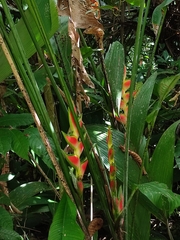 Heliconia wagneriana image