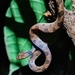 Ornate Cat-eyed Snake - Photo (c) João Louro, all rights reserved, uploaded by João Louro