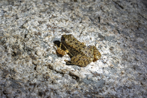 iNaturalist observation photo of Sierra Nevada Yellow-legged Frog