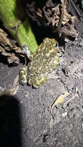 European Green Toad