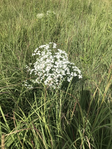 flowering spurge — photo 1