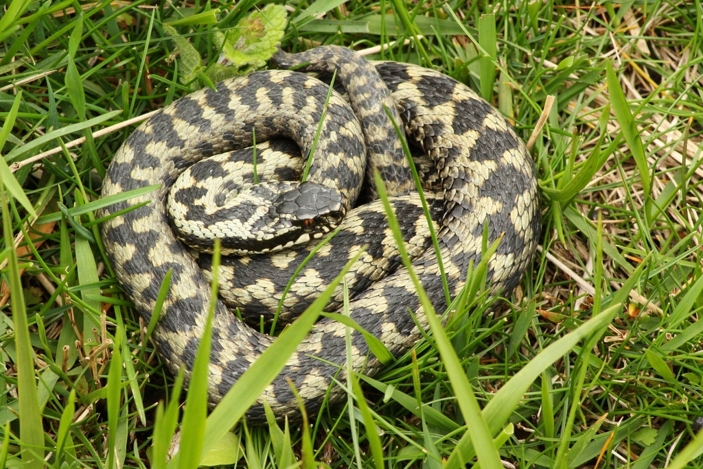 Adder from Crickley hill on April 30, 2012 at 12:22 PM by Lee Hamilton ...