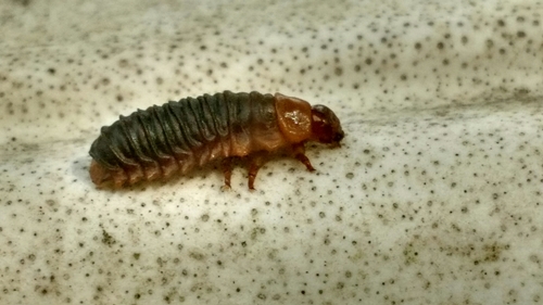 Larger Elm Leaf Beetle