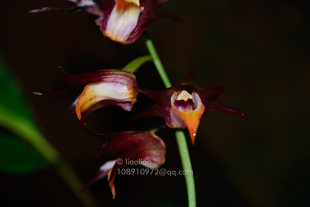 Tainia macrantha (Tainia macrantha)
