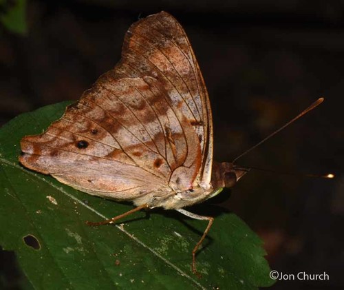 Pavon Emperor