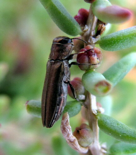 Agrilus pulvereus
