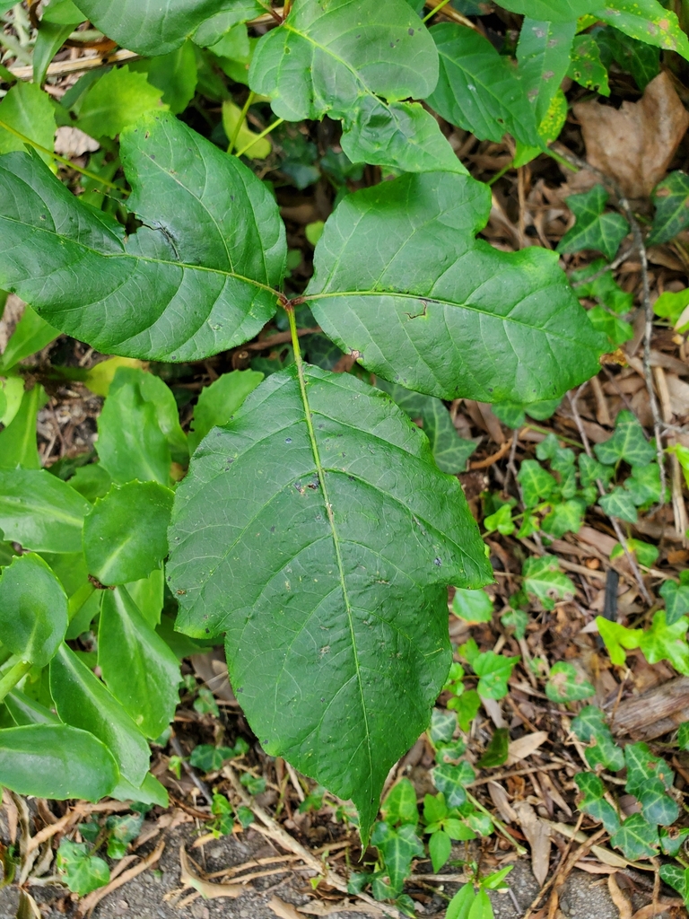 eastern poison ivy from Hollywood, College Park, MD 20740, USA on ...