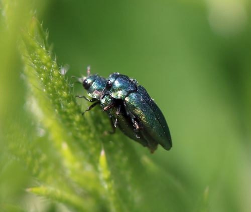 Meliboeus granulatus · iNaturalist