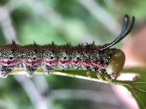 Southern Pink-striped Oakworm Moth
