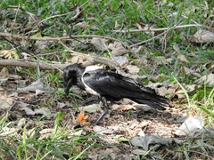 Corvus albus image