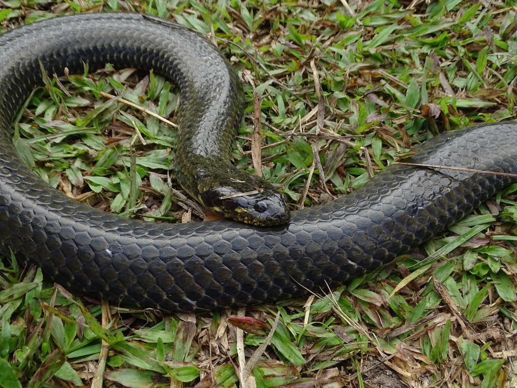 Cobra-d'água (Pseudoeryx plicatilis).