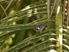 Image of Setophaga dominica