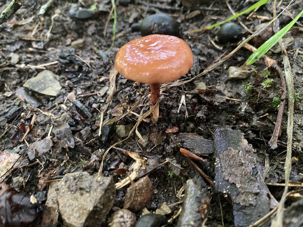 Gilled Bolete from Nashville, IN, US on August 09, 2022 at 04:44 PM by ...