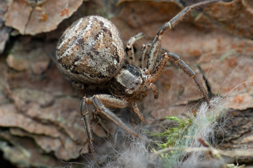 Xysticus kochi · iNaturalist