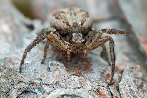 Xysticus kochi