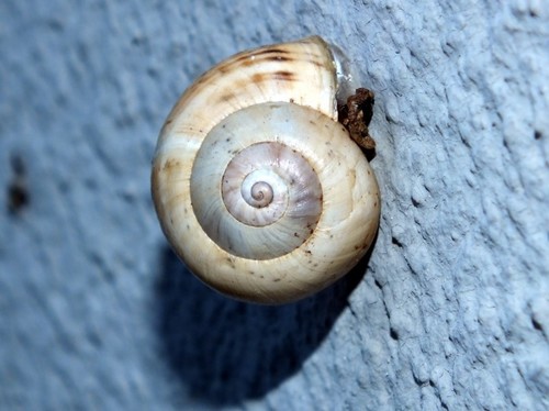 White Italian Snail