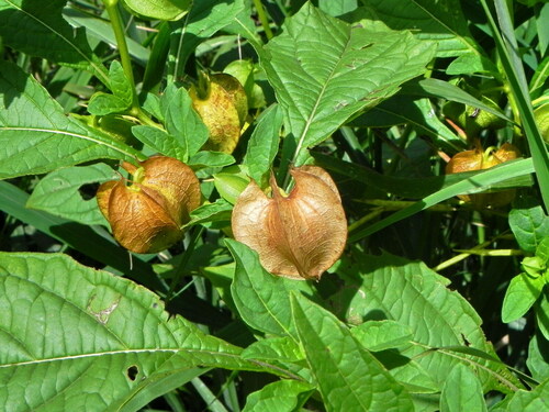 apple-of-Peru