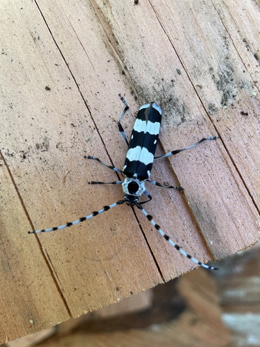 Banded Alder Borer