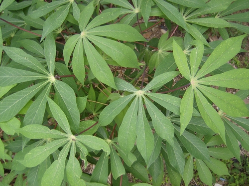 Cassava