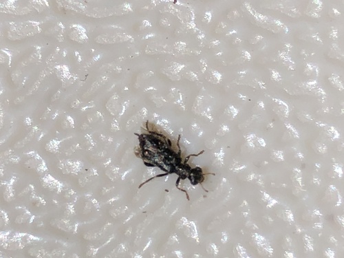 iNaturalist observation photo of Phyllobaenus