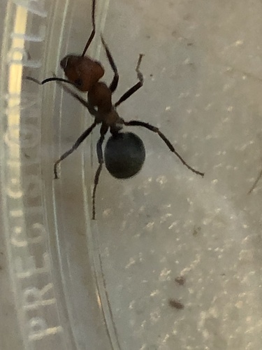 iNaturalist observation photo of Wood, Mound, and Field Ants