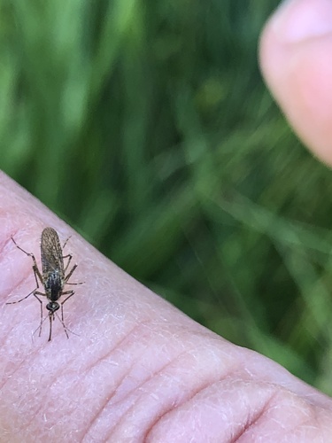 iNaturalist observation photo of Aedini